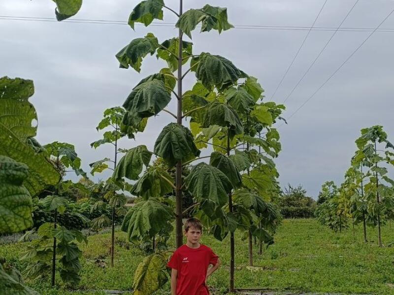 Paulownia en France