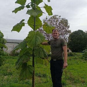 Paulownia en France - 19 October 2025