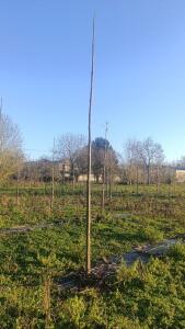 Paulownia en France - 4 January 2026