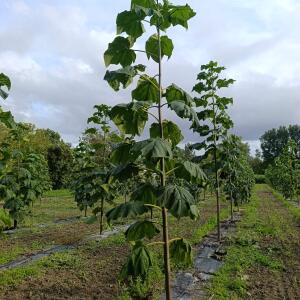 Paulownia en France - 12 September 2025