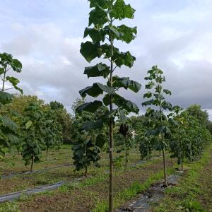 Paulownia en France - 12 September 2025