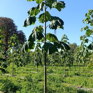 Paulownia en France - 17 October 2025