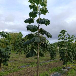 Paulownia en France - 12 September 2025