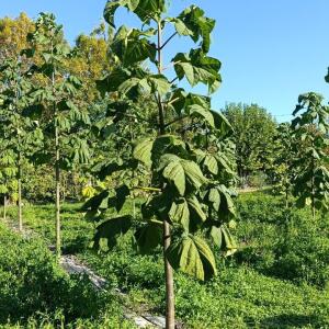 Paulownia en France - 17 October 2025