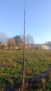 Paulownia en France - 4 January 2026