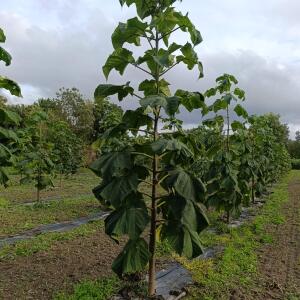 Paulownia en France - 12 September 2025