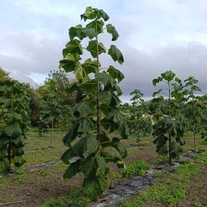 Paulownia en France - 12 September 2025