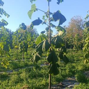 Paulownia en France - 17 October 2025