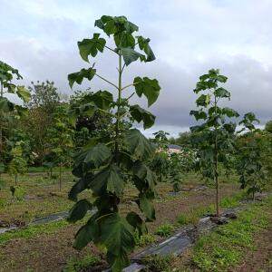 Paulownia en France - 12 September 2025