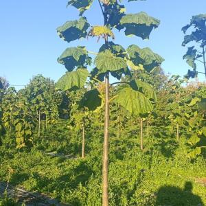 Paulownia en France - 17 October 2025