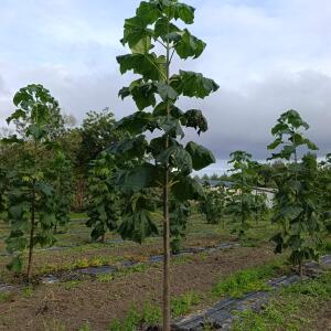 Paulownia en France - 12 September 2025