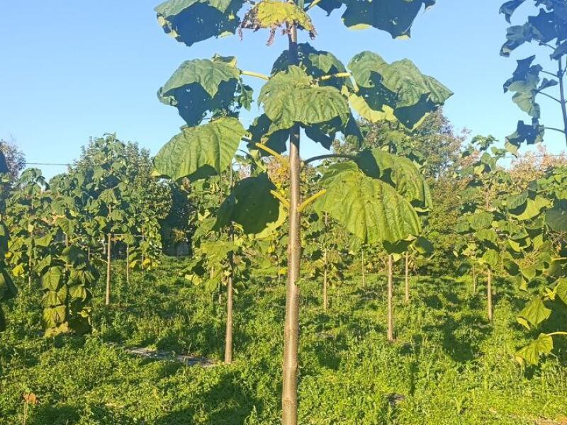 Paulownia en France
