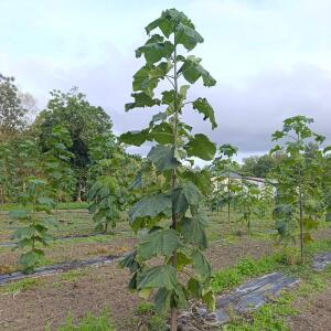 Paulownia en France - 12 September 2025