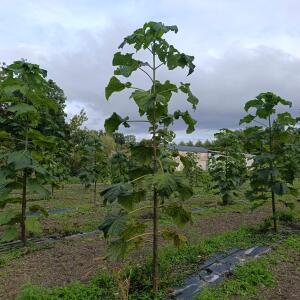 Paulownia en France - 12 September 2025