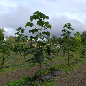 Paulownia en France - 12 September 2025