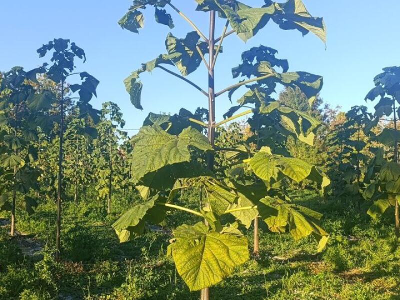 Paulownia en France