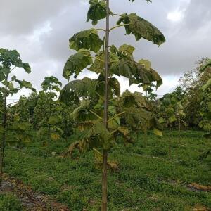 Paulownia en France - 20 October 2025