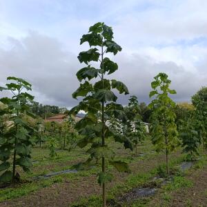 Paulownia en France - 12 September 2025