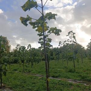Paulownia en France - 20 October 2025