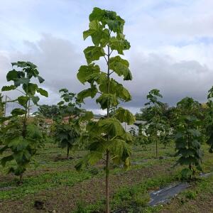 Paulownia en France - 12 September 2025
