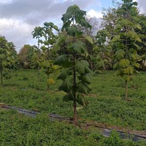 Paulownia en France - 20 October 2025