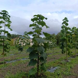 Paulownia en France - 12 September 2025