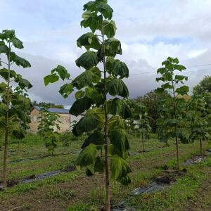 Paulownia en France - 12 September 2025