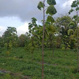 Paulownia en France - 20 October 2025