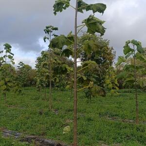Paulownia en France - 20 October 2025