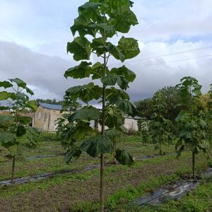 Paulownia en France - 12 September 2025
