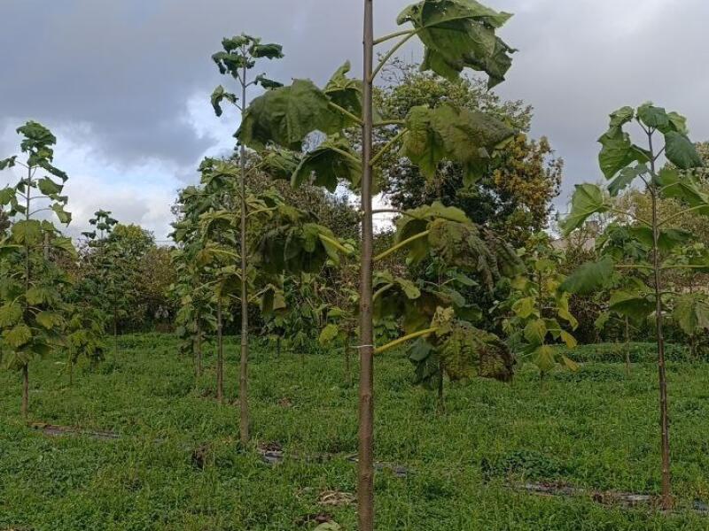 Paulownia en France