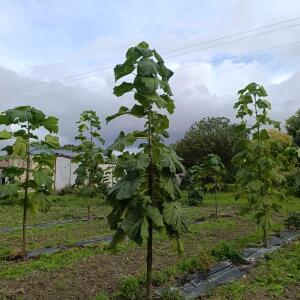 Paulownia en France - 12 September 2025