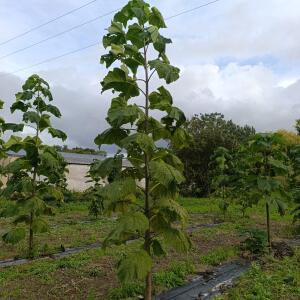 Paulownia en France - 12 September 2025