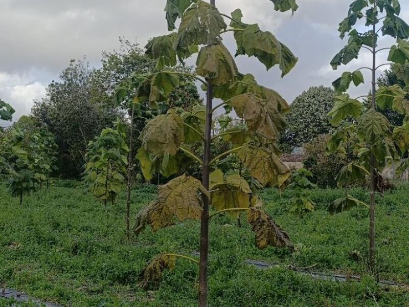 Paulownia en France