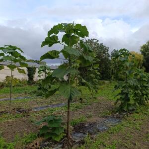 Paulownia en France - 12 September 2025