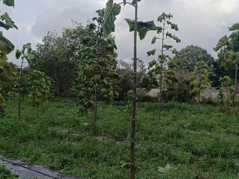 Paulownia en France