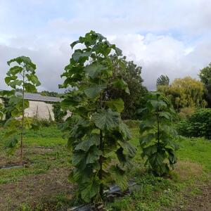 Paulownia en France - 12 September 2025