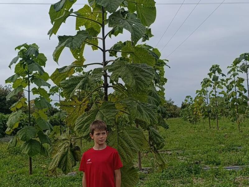 Paulownia en France