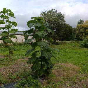 Paulownia en France - 12 September 2025