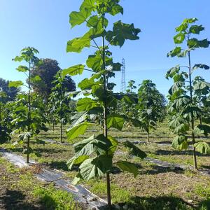 Paulownia en France - 17 September 2025