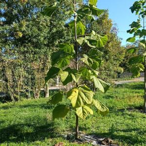 Paulownia en France - 17 October 2025