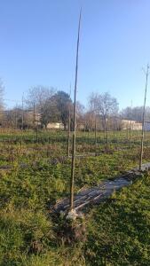 Paulownia en France - 4 January 2026