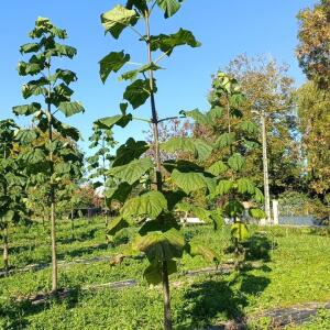 Paulownia en France - 17 October 2025