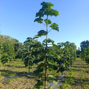 Paulownia en France - 17 September 2025