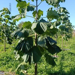 Paulownia en France - 17 October 2025