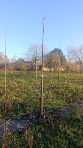 Paulownia en France - 4 January 2026