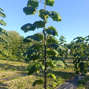 Paulownia en France - 17 September 2025