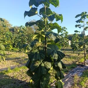 Paulownia en France - 17 September 2025