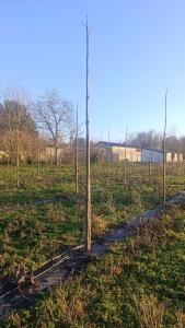 Paulownia en France - 4 January 2026