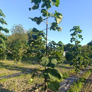 Paulownia en France - 17 September 2025